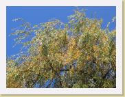 2005-10-28 13-38-15 DeYeuro 112,7mm 1_200_eme F6,3 * 2048 x 1536 * (1.71MB)